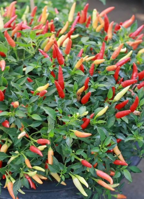 Birds Eye Chili Pepper – 30 Seeds