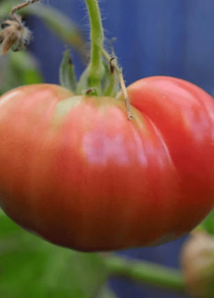 Beefsteak Tomato – 30 Seeds