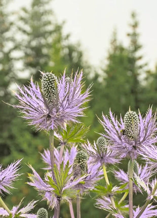 Alpine Sea Holly – 25 Seeds
