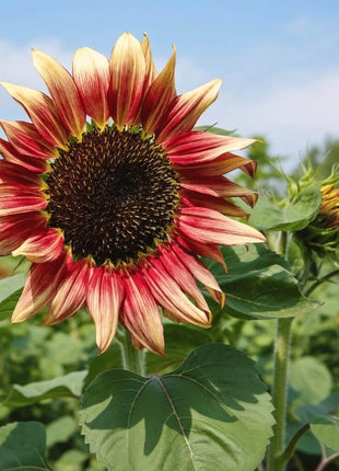 Strawberry Blonde Sunflower – 25 Seeds