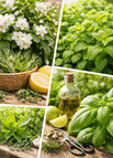 Jasmine + Mint + Basil + Herbs — 10000 + Seeds