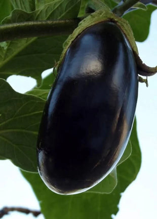Black Beauty Eggplant – 50 Seeds