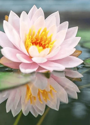 Bowl Lotus Seeds Bonsai Lotus Seeds for Planting Water Lily Flower Aquatic Plants Seeds
