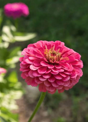 Raspberry Sorbet Zinnia - 100 Seeds