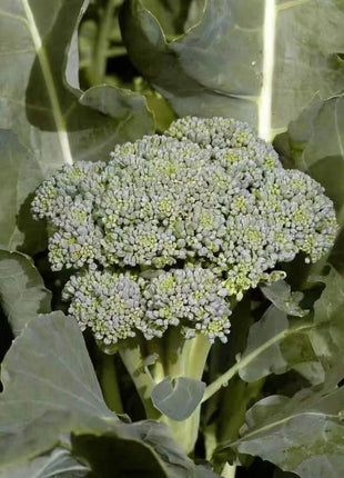 Di Cicco Broccoli – 200 Seeds