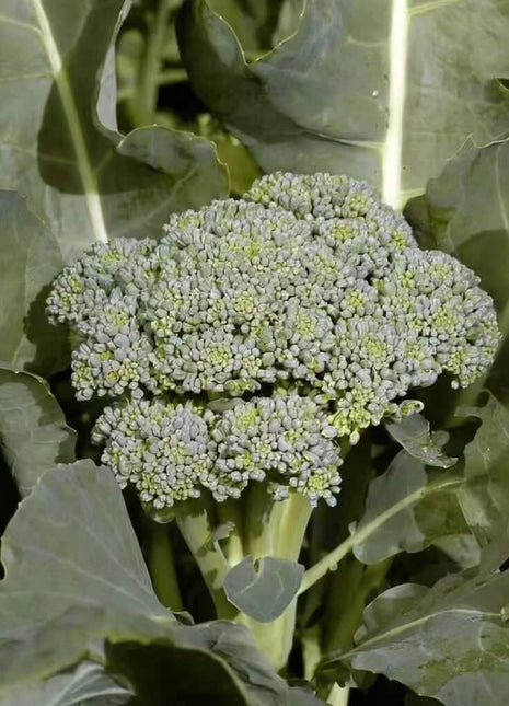 Di Cicco Broccoli – 200 Seeds