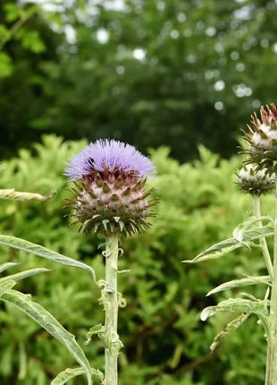 Cardoon – 25 Seeds