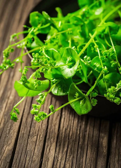 Winter Purslane, Miner’s Lettuce – 100 Seeds