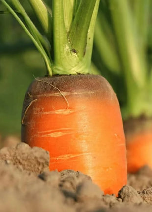 Imperator 58 Carrot – 250 Seeds