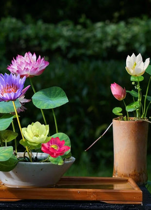 🔥 [7 days germination] Last Day Sale -49% OFF💐The Sacred Bonsai Bowl Lotus Flower