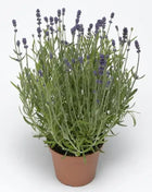 Blue Scent Lavender Seeds