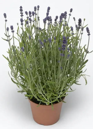 Blue Scent Lavender Seeds