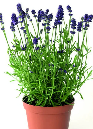 Blue Scent Lavender Seeds