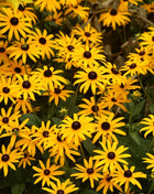 Black Eyed Susans – 100 Seeds