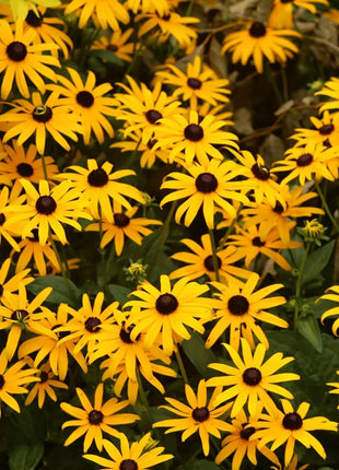 Black Eyed Susans – 100 Seeds