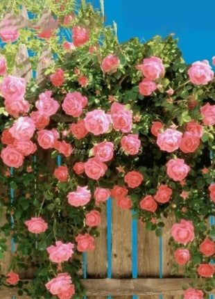 🌹Climbing Vine Rose Flower Seeds🌹