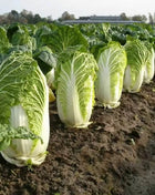 Napa Michihili Heading Cabbage – 100 Seeds