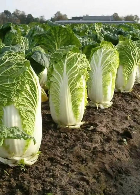 Napa Michihili Heading Cabbage – 100 Seeds
