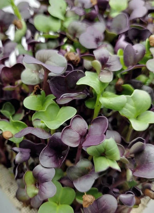 Confetti Radish Microgreen – 10 grams