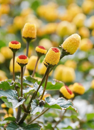 Toothache Plant – 50 Seeds