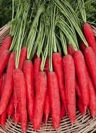 Atomic Red Carrot – 250 Seeds
