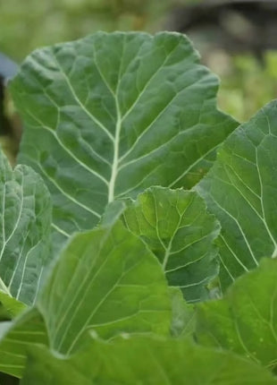 Vates Collard – 200 Seeds