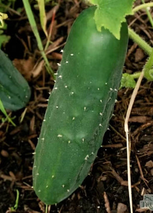Marketmore 76 Cucumber – 30 Seeds
