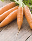 Little Finger Carrot – 250 Seeds