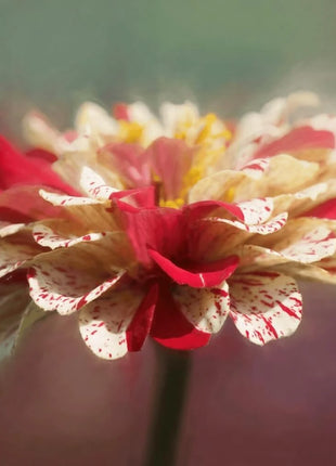 Peppermint Stick Zinnia – 50 Seeds