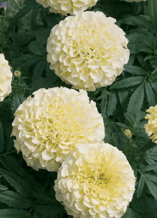 Moonlight African Marigold – 50 Seeds