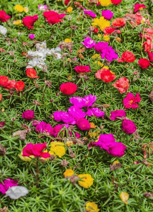 Moss Rose Mix – 250 Seeds