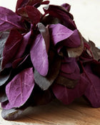 Red Plume Orach – 25 Seeds
