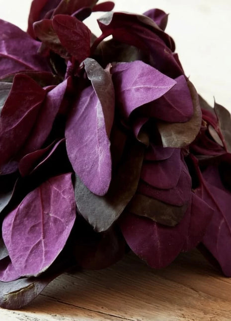 Red Plume Orach – 25 Seeds