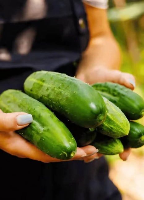 Ashley Cucumber – 30 Seeds