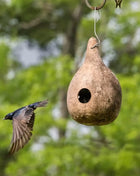 Birdhouse Bottle Gourd – 15 Seeds
