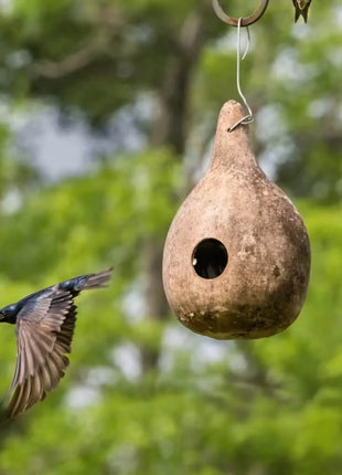 Birdhouse Bottle Gourd – 15 Seeds