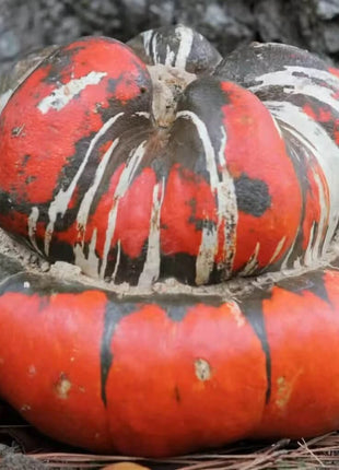 Turks Turban Gourd – 10 Seeds