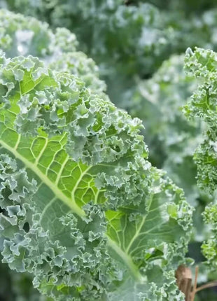 Vates Blue Scotch Curled Kale – 250 Seeds