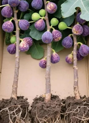 🔥Hot Sale 49% OFF🔥Mission Fig Tree Seeds