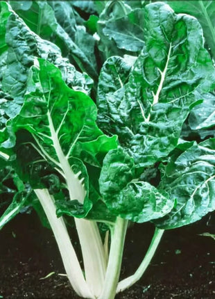 Lucullus Swiss Chard – 100 Seeds
