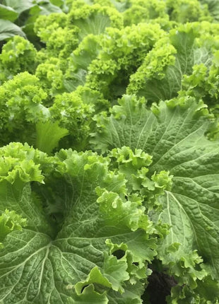 Southern Giant Mustard – 250 Seeds