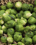 Catskill Brussels Sprouts – 250 Seeds