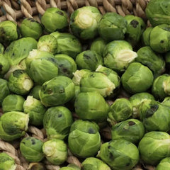 Collection image for: Brussels Sprouts