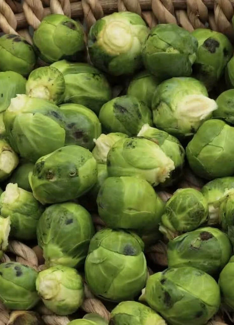 Catskill Brussels Sprouts – 250 Seeds