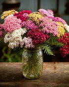 Summer Berries Yarrow Mix – 50 Seeds