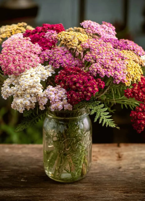 Summer Berries Yarrow Mix – 50 Seeds