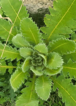 Wild Lettuce – 20 Seeds