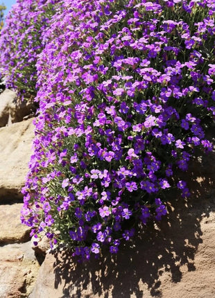 Purple Rockcress – 250 Seeds