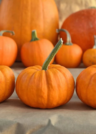 Jack Be Little Pumpkin – 25 Seeds