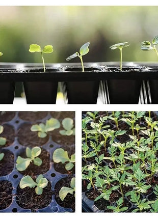 SEEDLING TRAY for Optimal Plant Growth